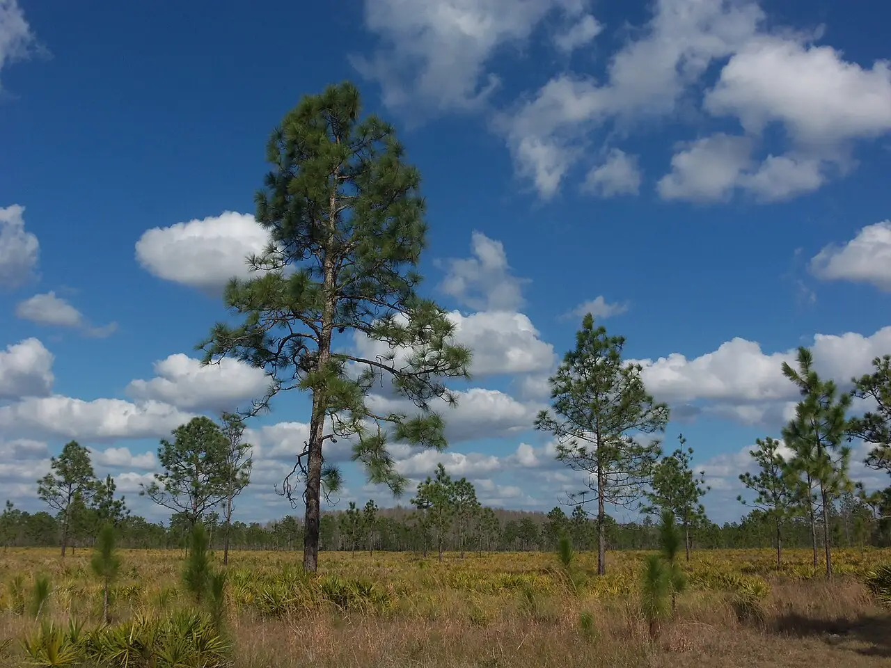 Longleaf pines in Starkey Wilderness Park near Trinity